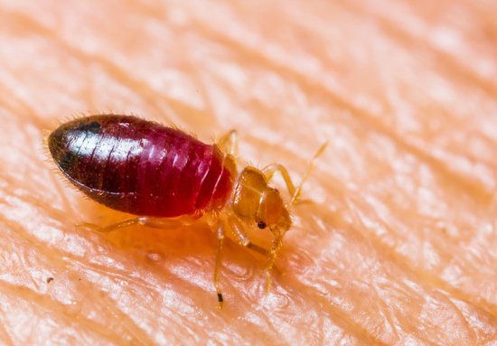Image of baby bed bug