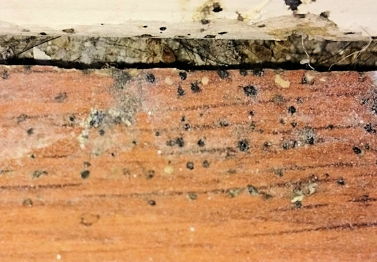 Image of evidence after Bed Bug Heat Treatment