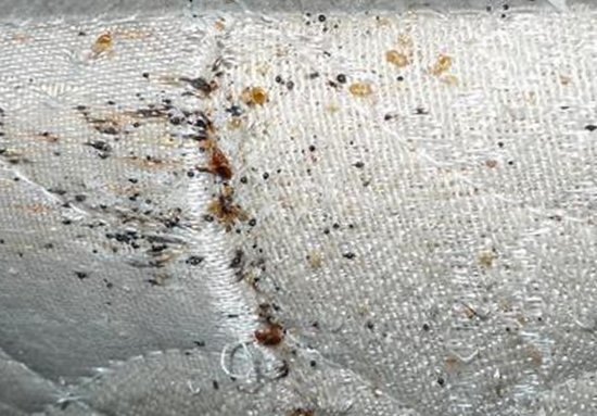 Image of bed bug debris