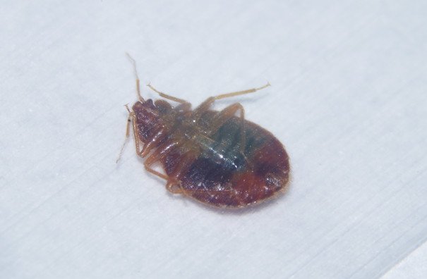 Dead bed bug after residual pesticide spray